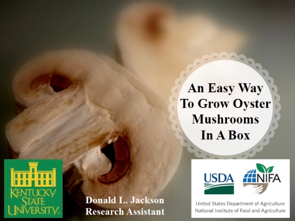 an-easy-way-to-grow-oyster-mushrooms-in-a-box_fotor